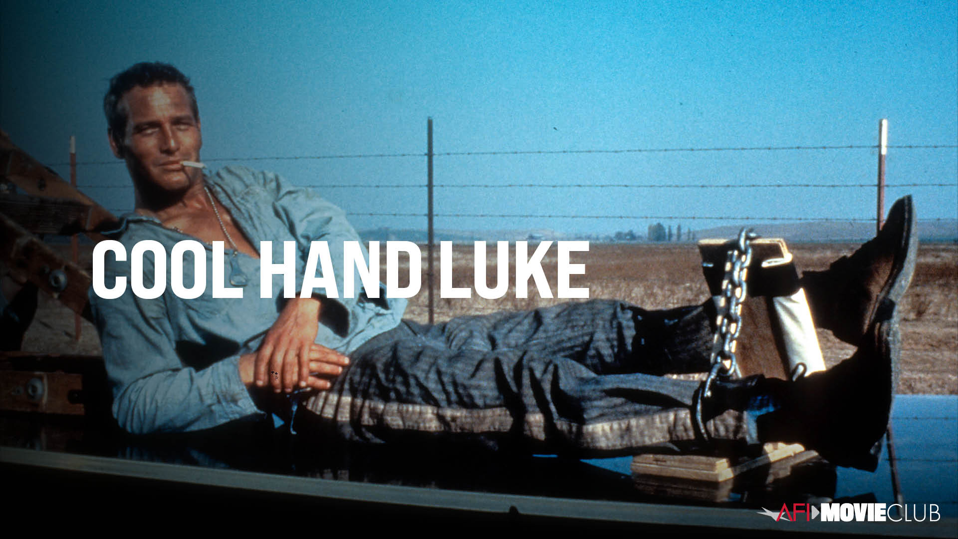 Cool Hand Luke Film Still - Paul Newman