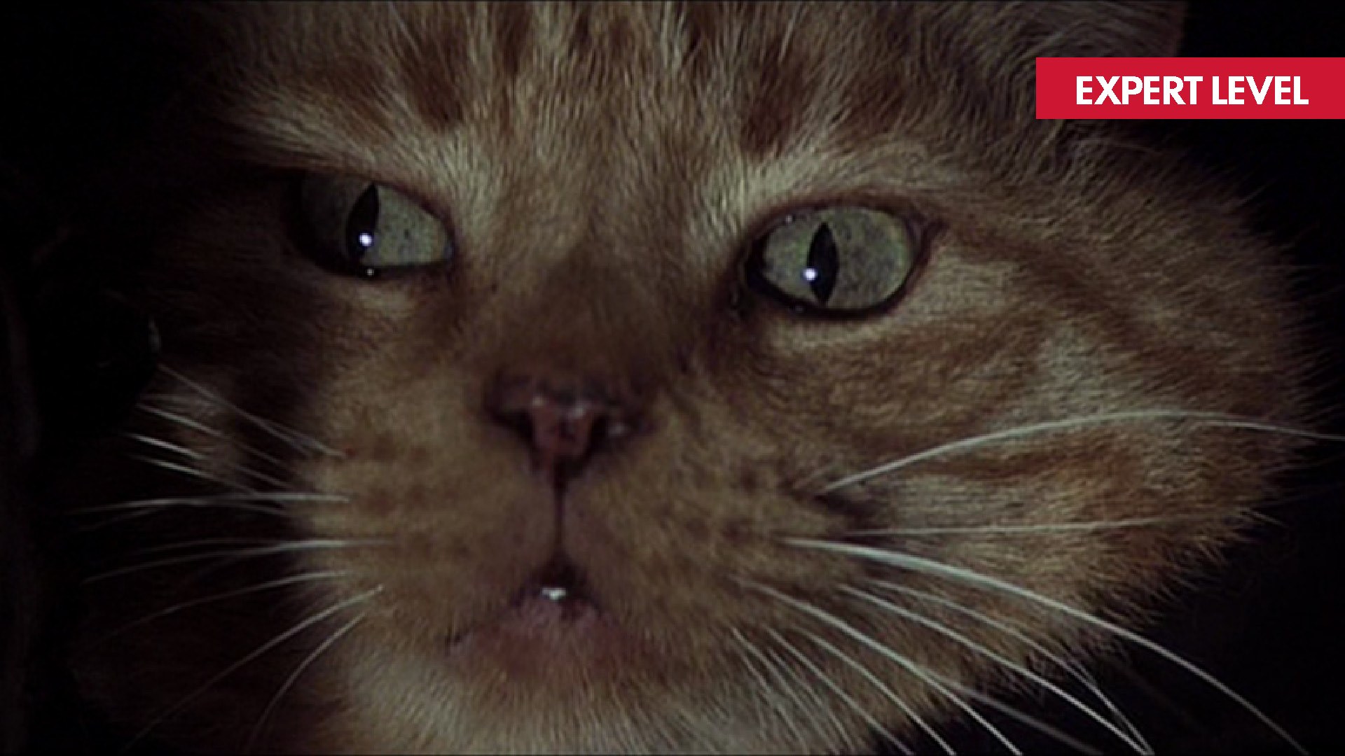 ALIEN Film Still - image of a cat