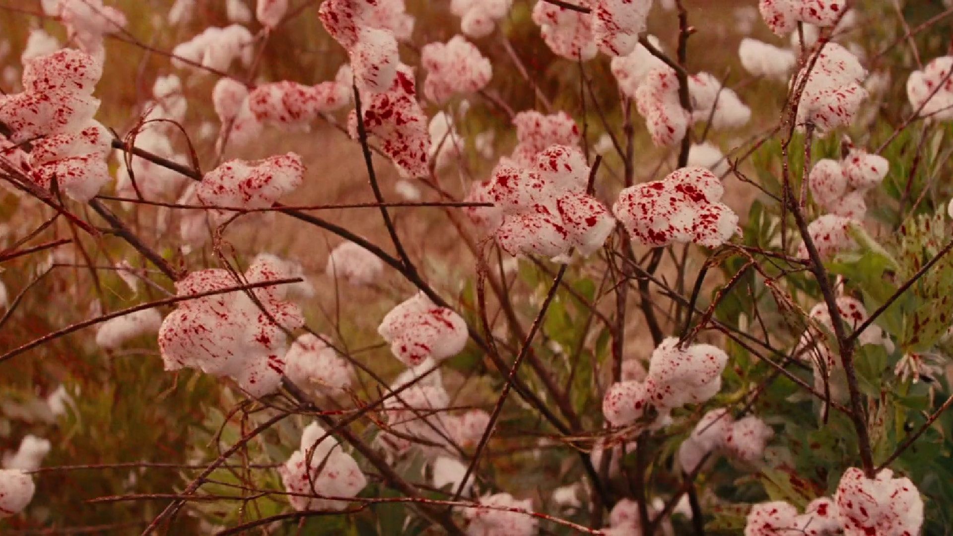 DJANGO UNCHAINED film still of a cotton field