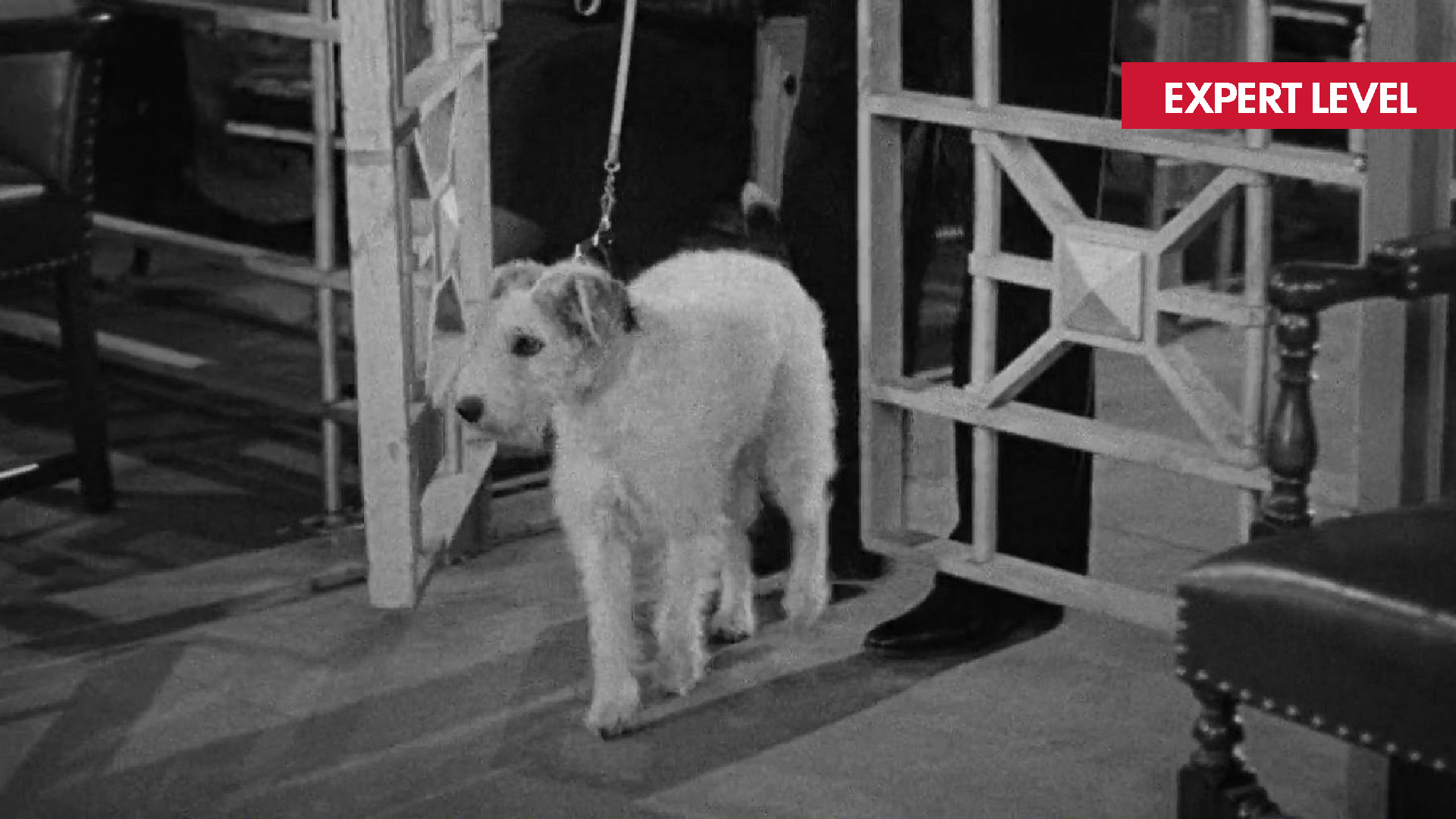 THE AWFUL TRUTH film still of Skippy the Wire Fox Terrier dog actor
