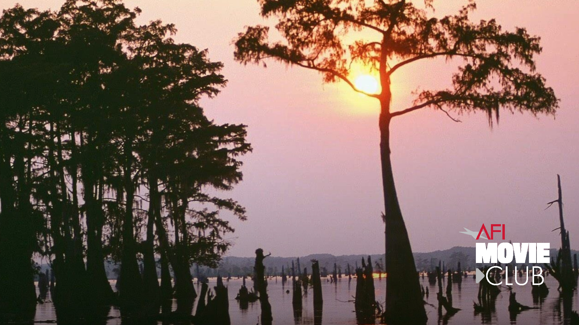 In the right corner, there is an AFI Movie Club logo. The film still is from EVE'S BAYOU: On the left side of the image are a cluster of the trees. Just off-center to the right, one majestic tall tree grows out of the bayou. A deep yellow sun peeks out through its branches, standing out against hazy pink sky.