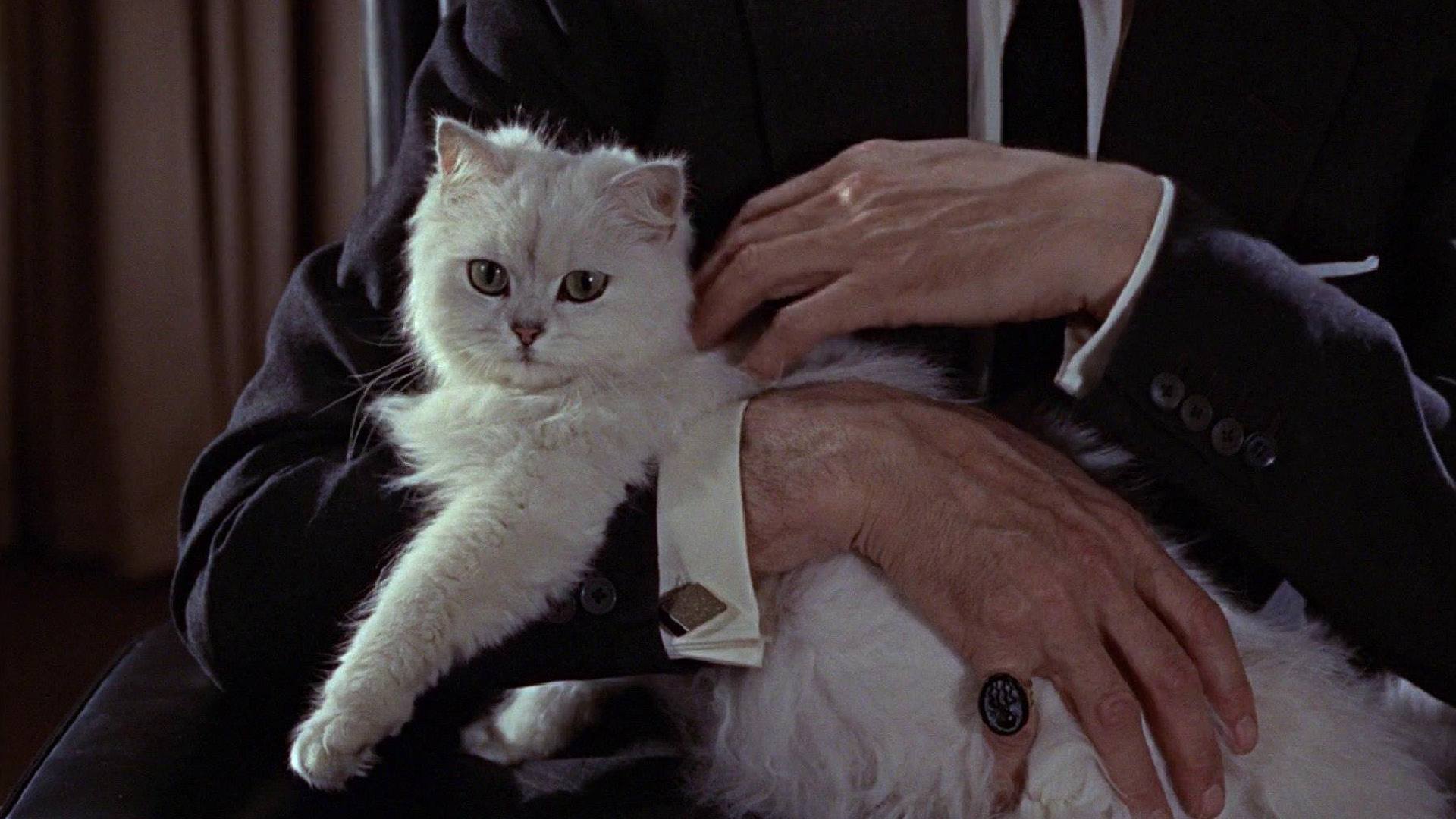FROM RUSSIA WITH LOVE film still of a white cat in man's arms