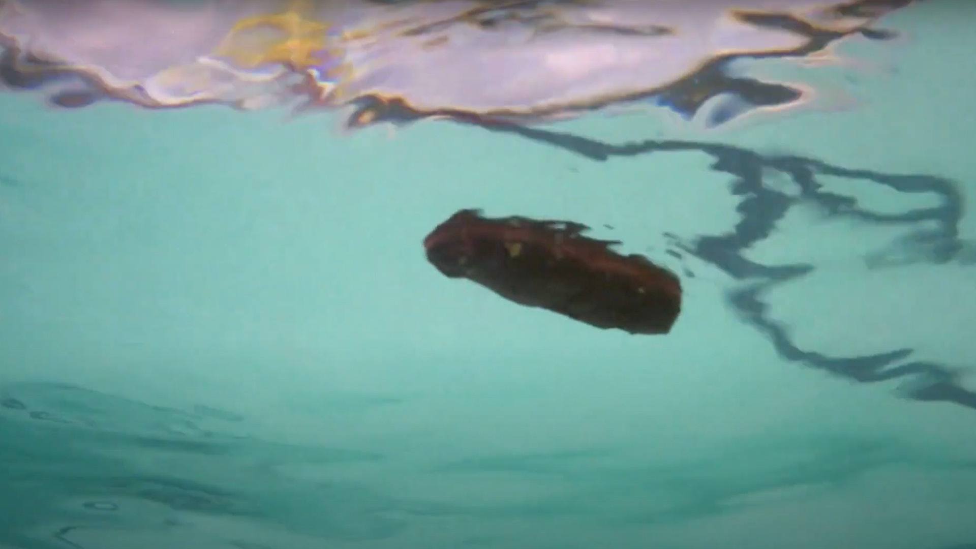 CADDYSHACK film still of a brown object floating in a pool