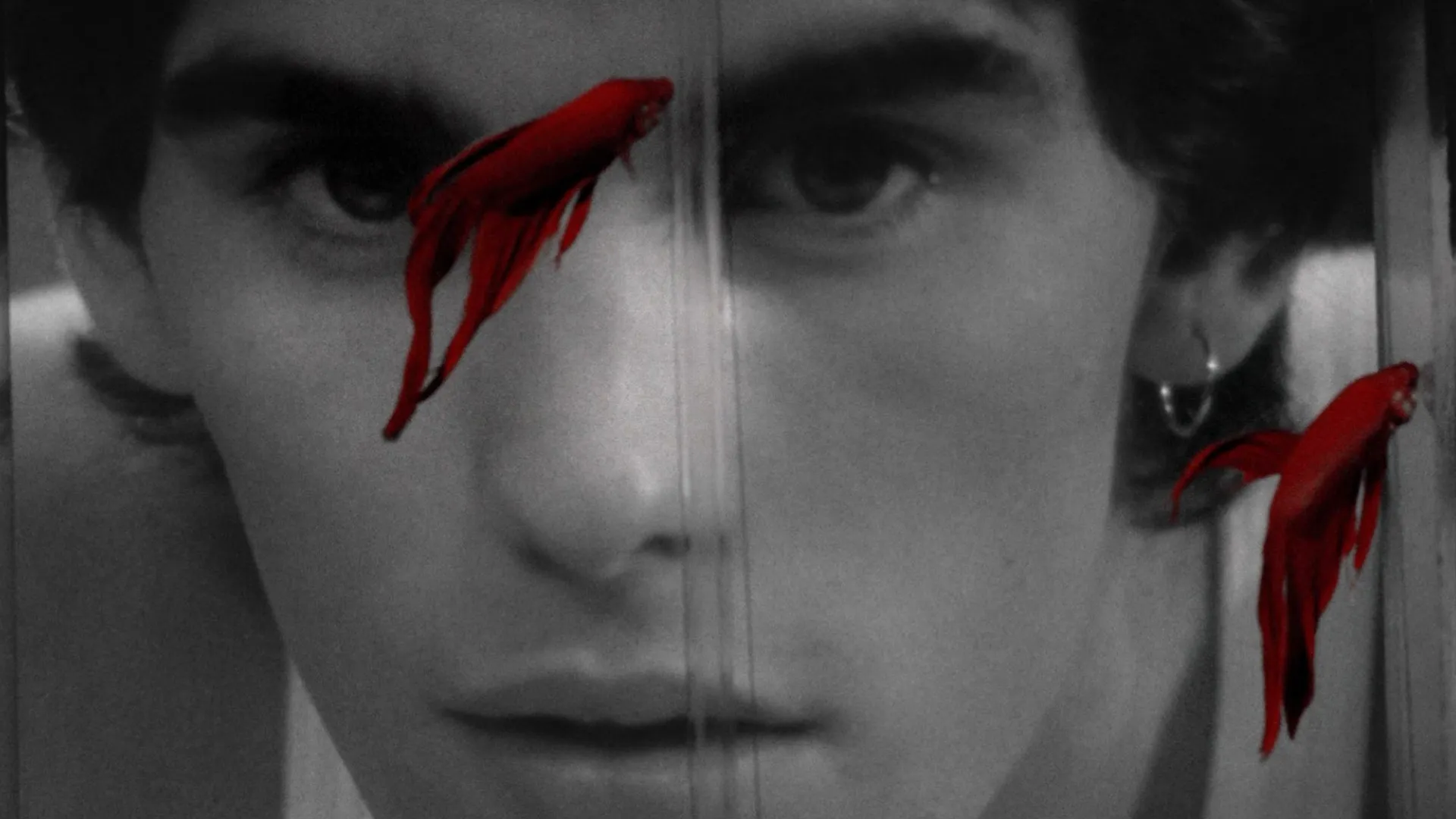 RUMBLE FISH film still
