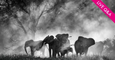 GHOST ELEPHANTS