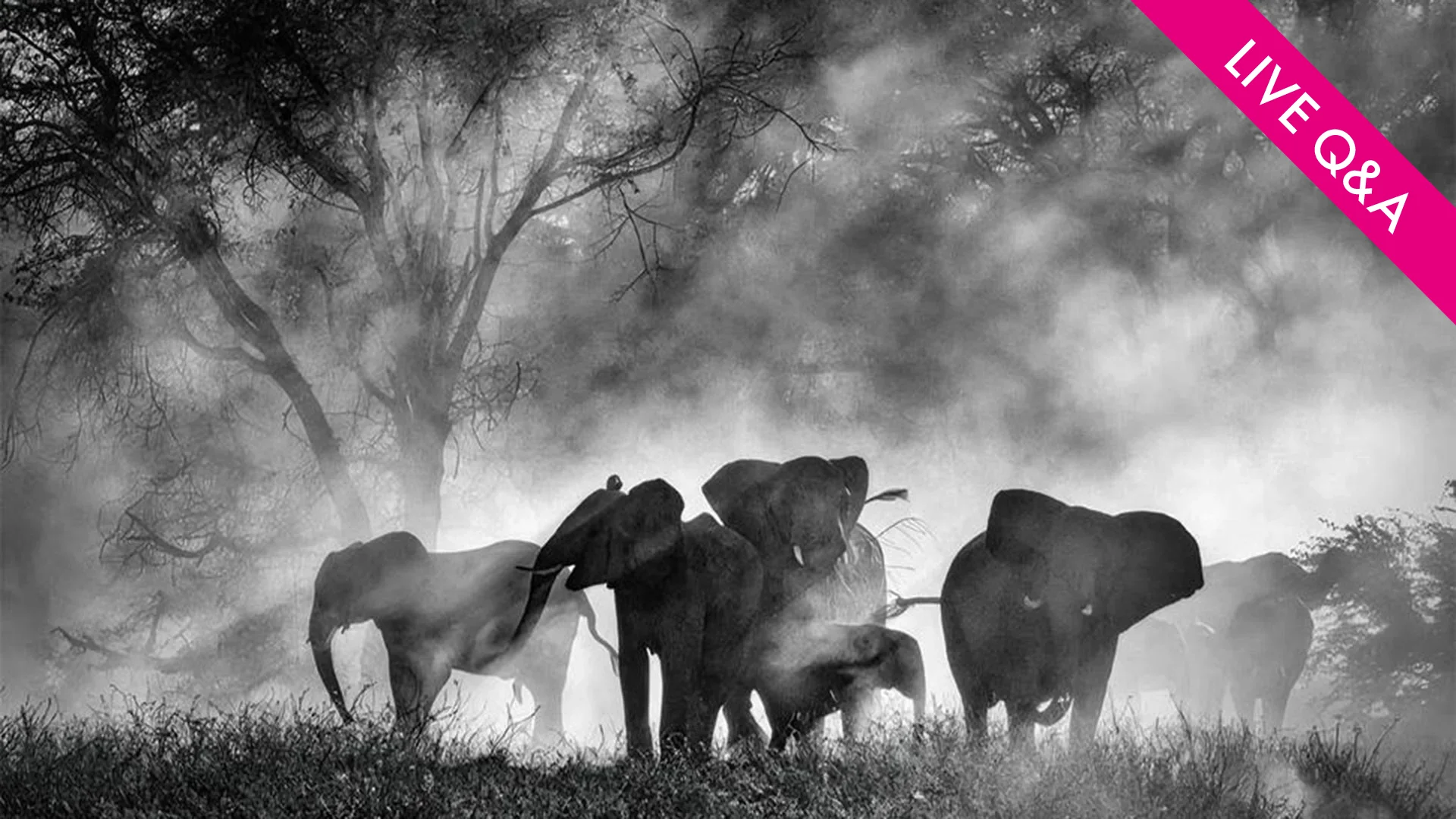GHOST ELEPHANTS