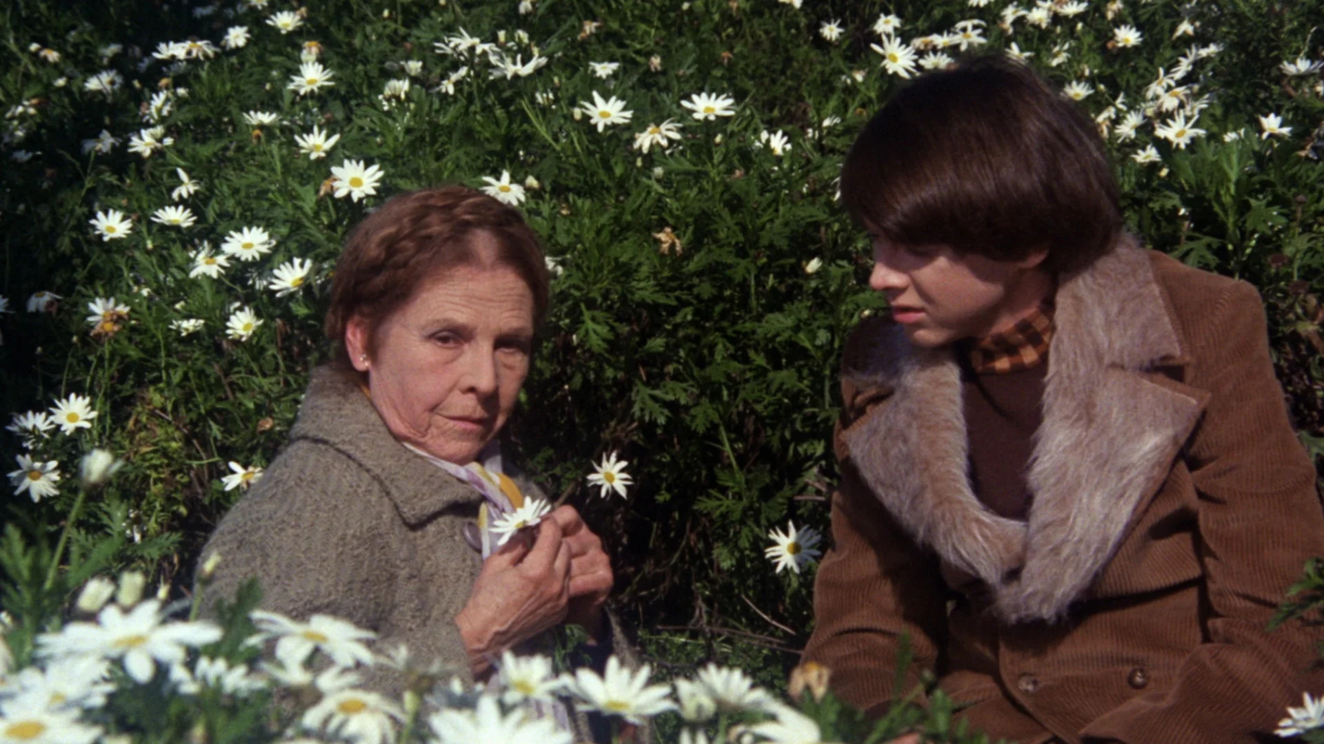 HAROLD AND MAUDE