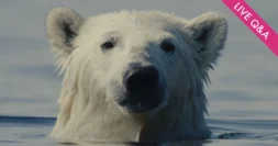 NUISANCE BEAR