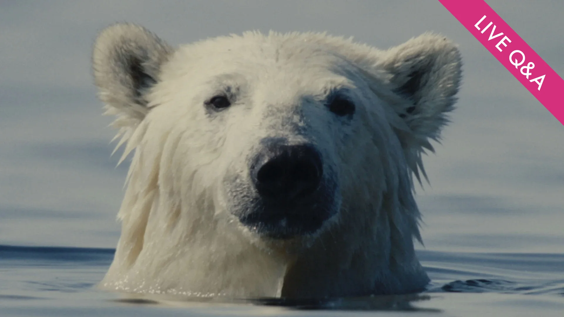 NUISANCE BEAR